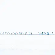 Peloton in de verte in Luleå