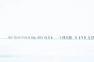 Peloton in de verte in Luleå