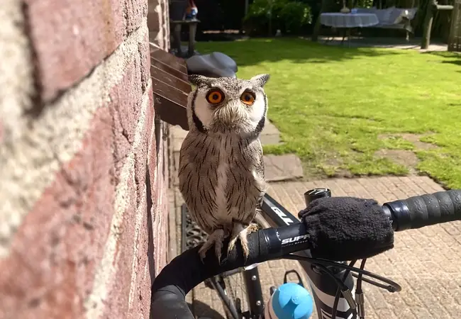 Antje Ypma en uil Twirre