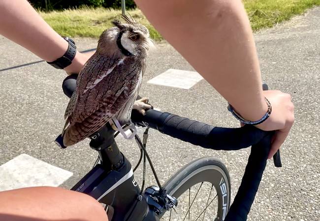 Antje Ypma en uil Twirre