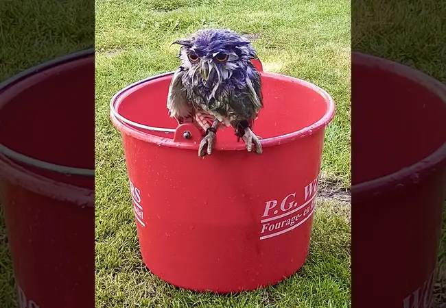 Antje Ypma en uil Twirre in bad